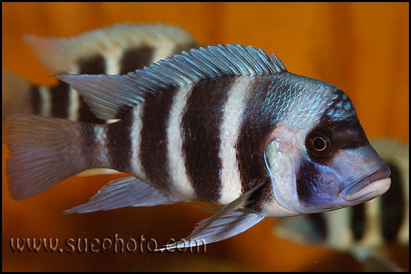 Cyphotilapia gibberosa 'Kantalamba'